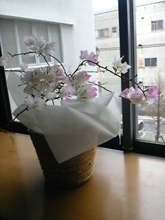 社長室のお花？